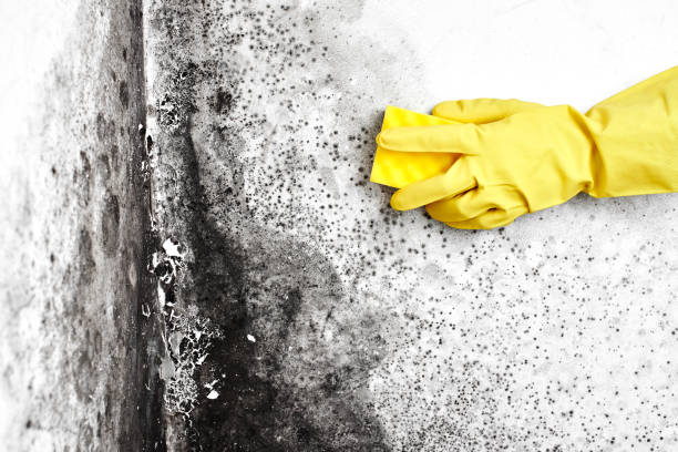 Best Industrial Mold Remediation  in Center, CO