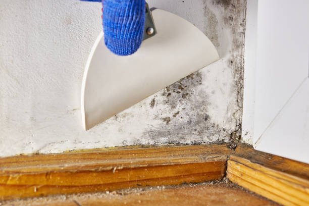 Professional Mold Removal in Center, CO